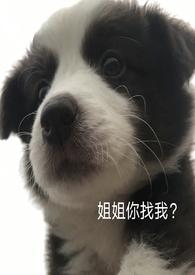 关于我捡到的那条狗 po