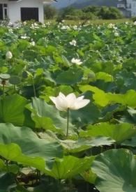 花神