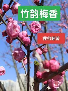 竹韵书香是什么意思