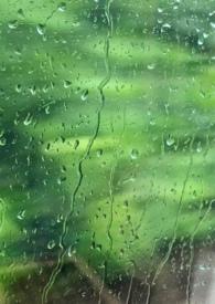 雨季的阳光